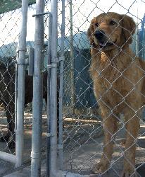 dogs ready to play outside at dog daycare in El Paso, TX